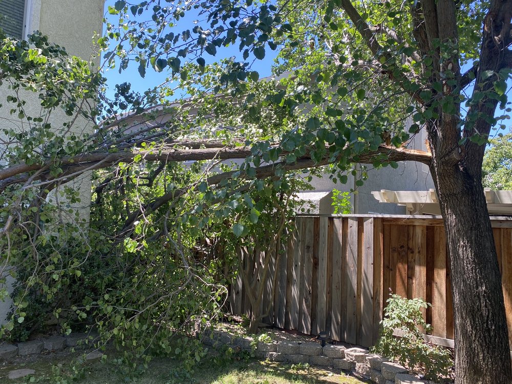 Lopez Tree Service