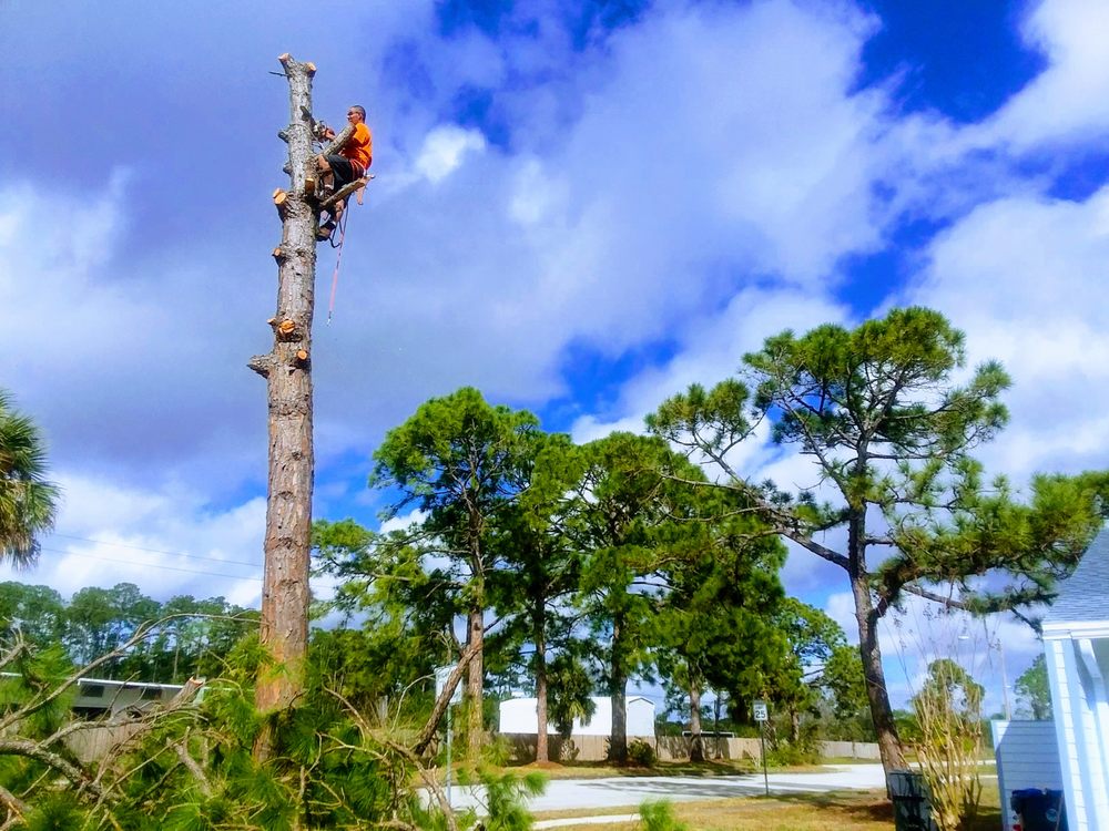 A N J Tree Service