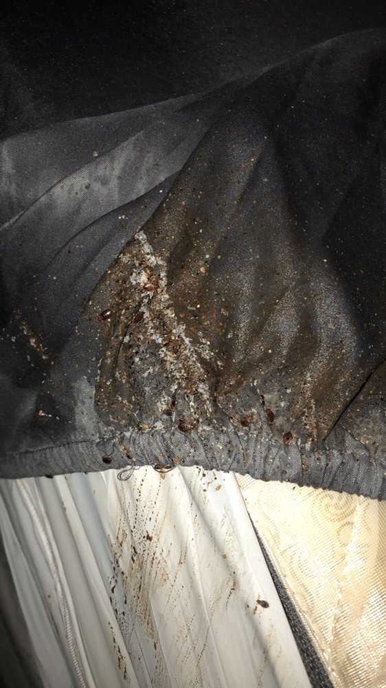 ProActive Pest Management