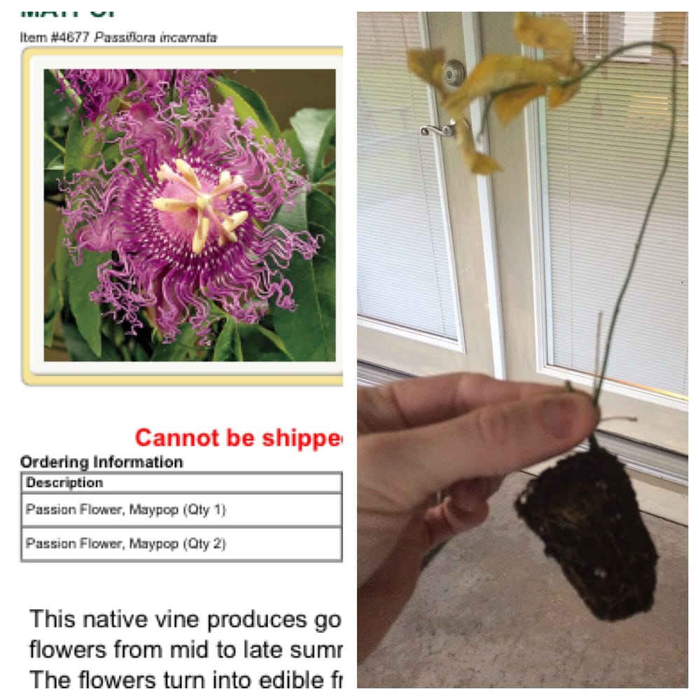 Burgess Seed and Plants 52 Photos & 23 Reviews Nurseries