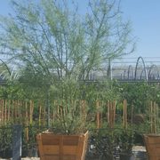 Macias Nursery 26 Photos Nurseries Gardening 29900 Sierra Photo Of Macias Nursery Thousand Palms Ca United States