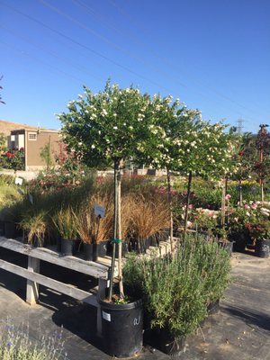 Aki Nursery 6900 Alton Pkwy Irvine Ca Nurseries Mapquest Aki Nursery 6900 Alton Pkwy Irvine Ca Nurseries Mapquest