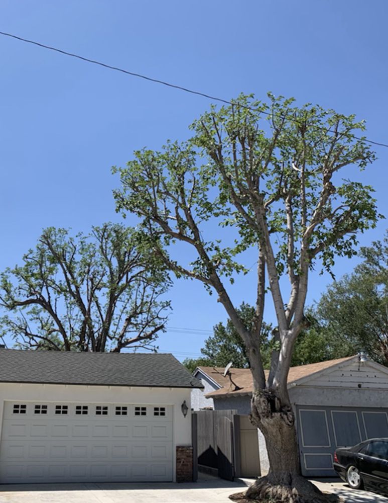 Pelletier Tree Service & Brush Clearance