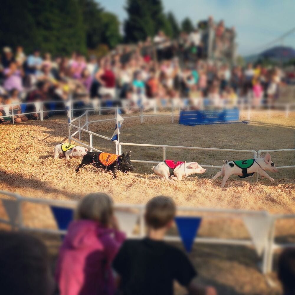 Evergreen State Fair 178 Photos & 53 Reviews Local