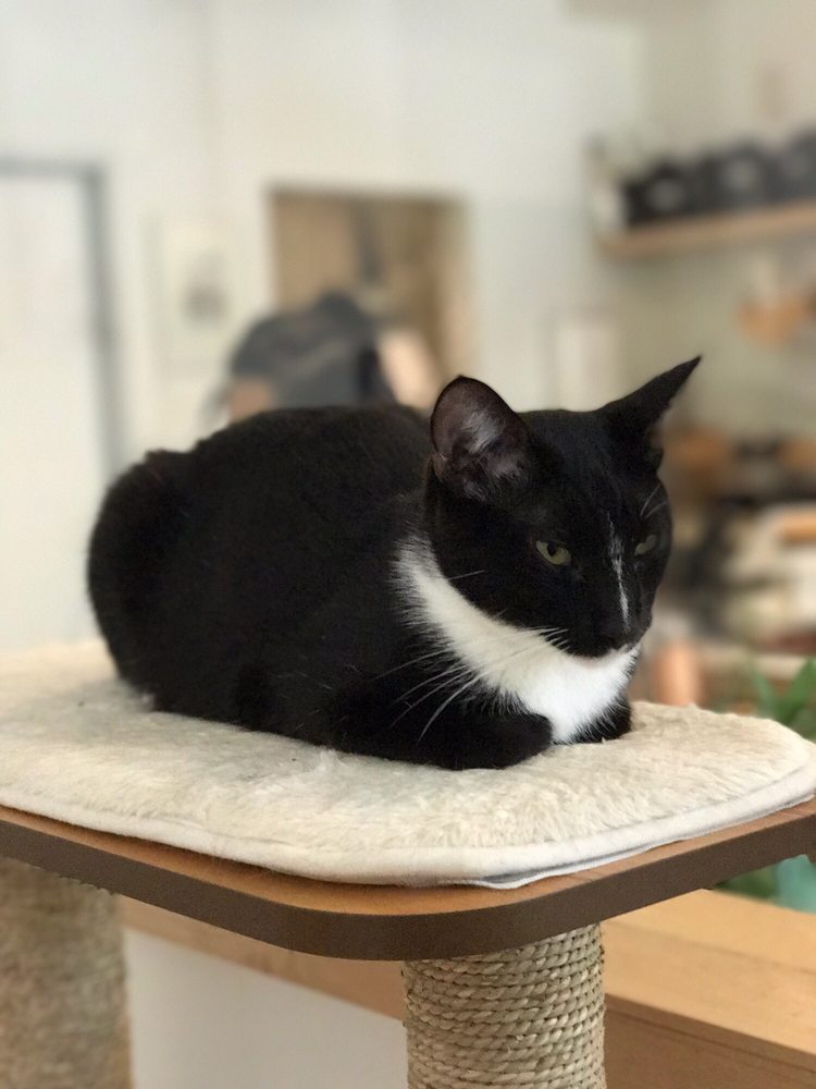 Cat Hit Head On Coffee Table Rascalartsnyc Kittea Cat Cafe Order 892 Photos 365 Reviews Themed