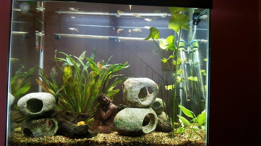 Quantum Reefs