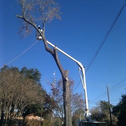 Gilbert S Tree Service 16 Photos 42 Reviews Services Photo Of Gilbert S Tree Service Houston Tx United States