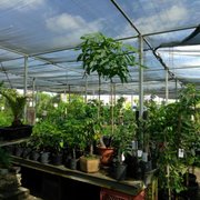 Mimosa Nursery 21 Photos 39 Reviews Nurseries Gardening Size Alano Photo Of Mimosa Nursery Los Angeles Ca United States