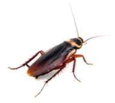 NoMoPest