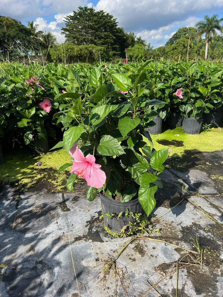 Guacalina Nursery & Broker