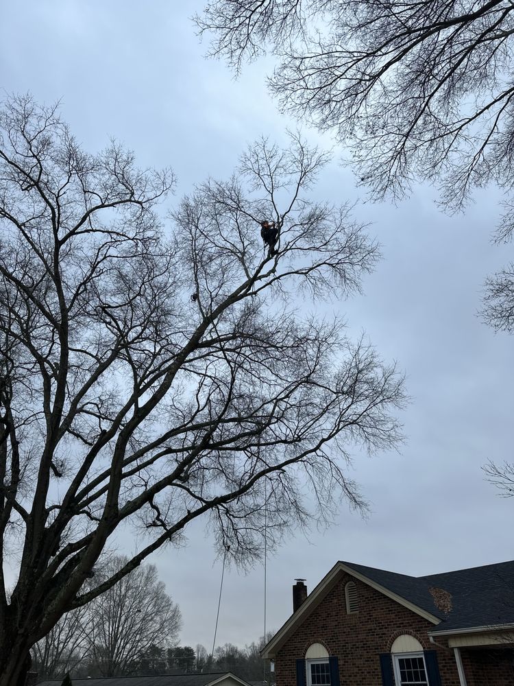 Optimal Arboriculture