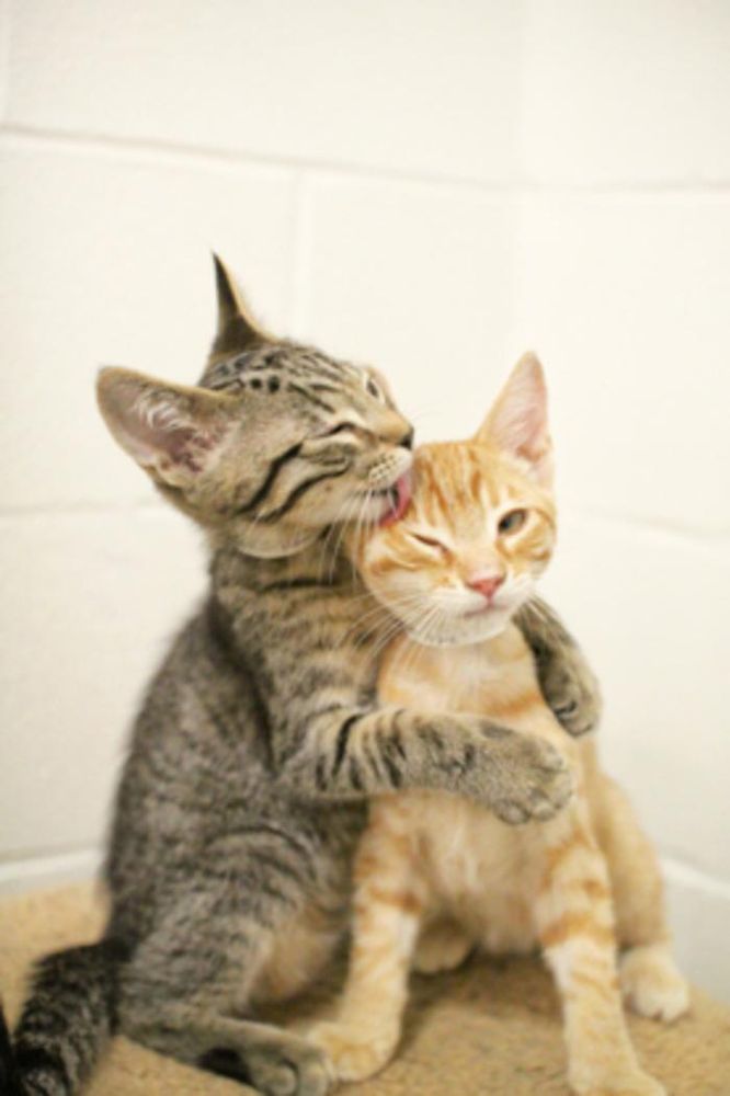 Humane Society