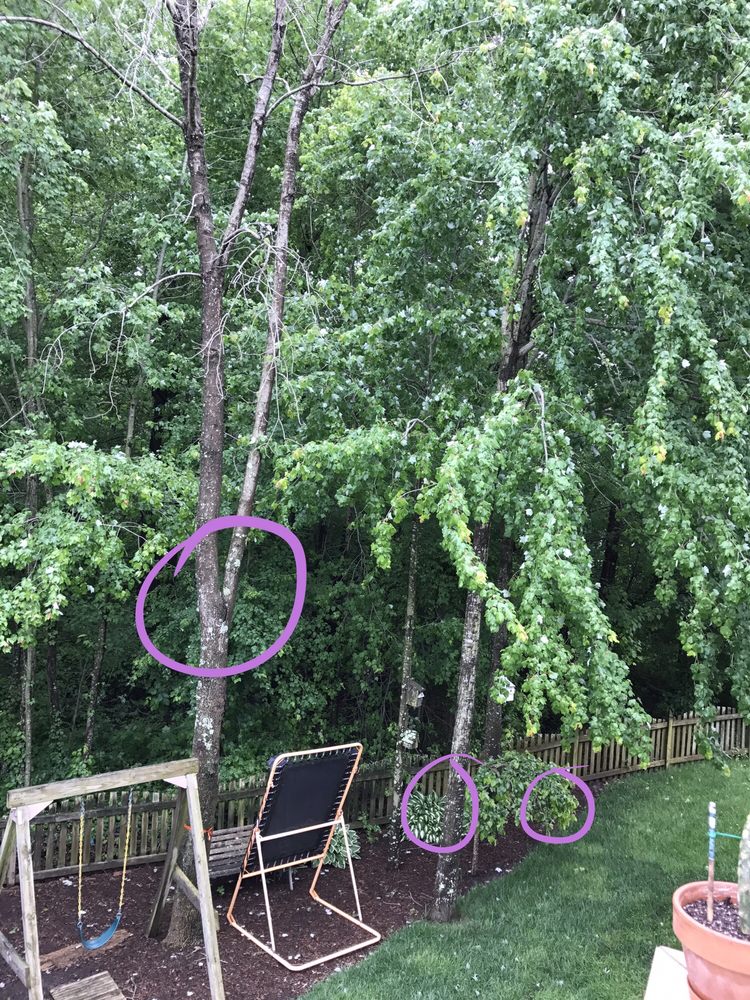 John M. Dyer Complete Tree Service