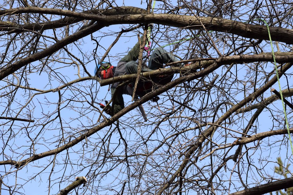 Ward John B & Co Tree Experts