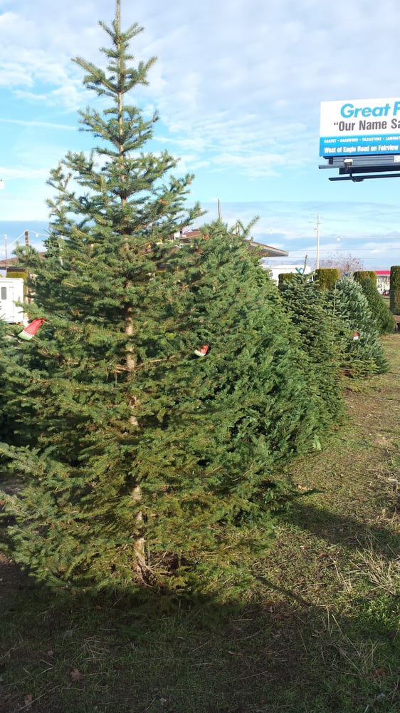 native idaho trees as well as oregon farm grown yelp native idaho trees as well as oregon farm grown yelp