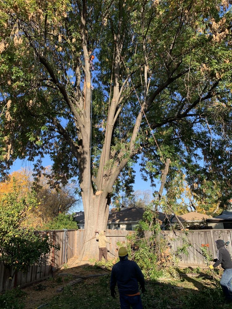 Sycamore Tree Service