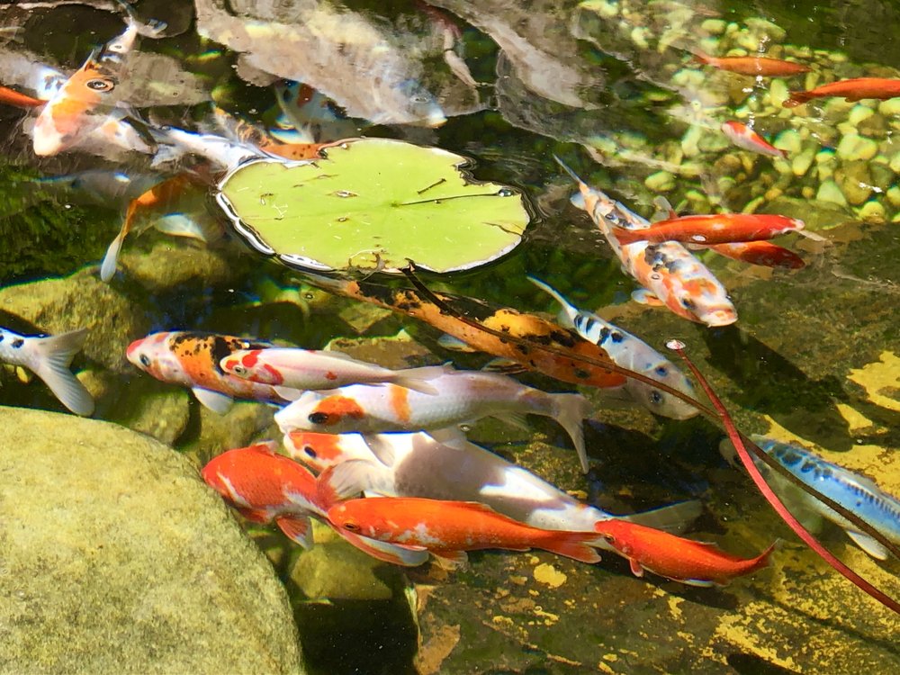 image of business Paradise Ponds and Waterfalls