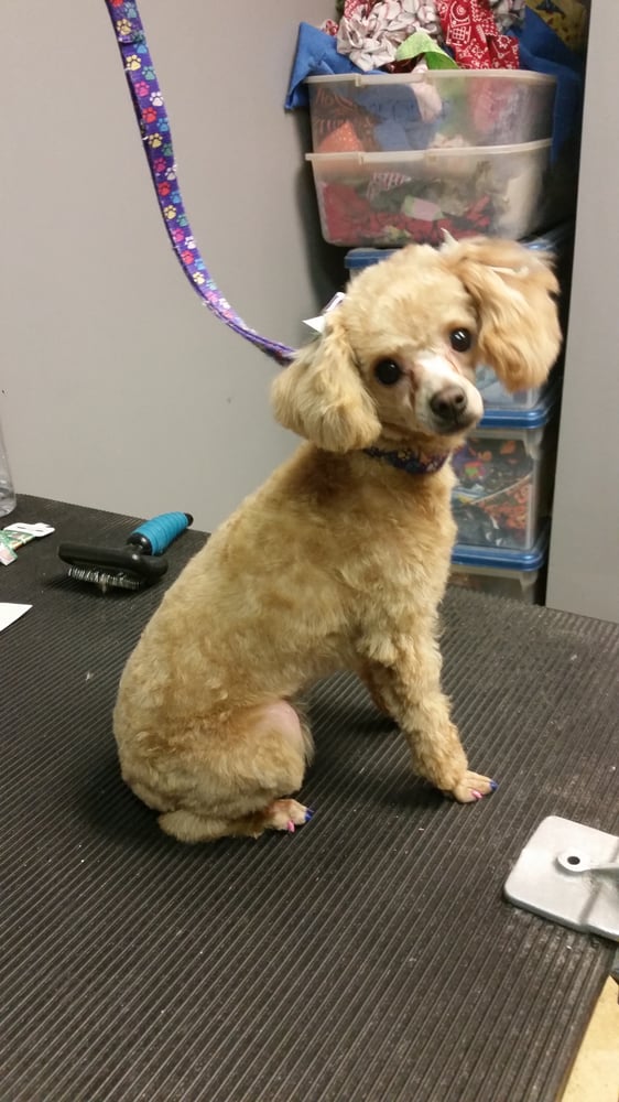 Friendly Paws Grooming 10 Photos & 15 Reviews Pet Groomers 5740 N Carefree Cir, Colorado