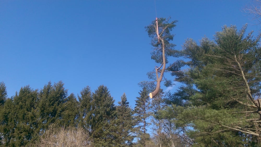 Community Tree Service 12 Photos Services 163 Billerica Community Tree Service 12 Photos Services 163 Billerica Rd Chelmsford Ma Phone Number Last Updated December 2018 Yelp