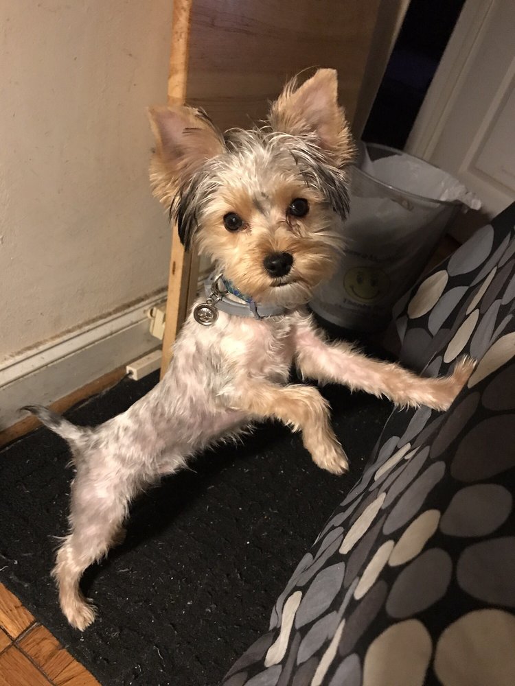 Wagtime Too