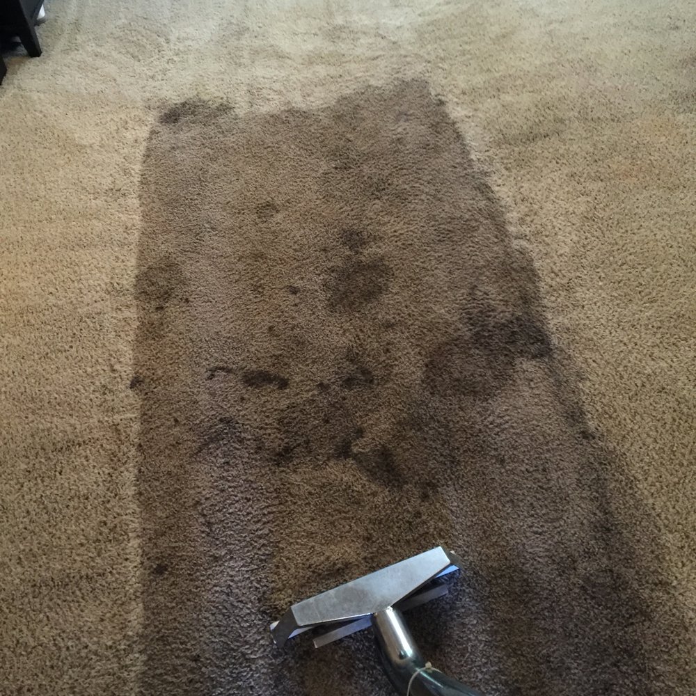 Oakleaf Carpet Care