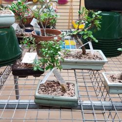 Tsugawa Nursery Greenhouses 22 Photos 17 Reviews Nurseries Photo Of Tsugawa Nursery Greenhouses Woodland Wa United States More Indoor