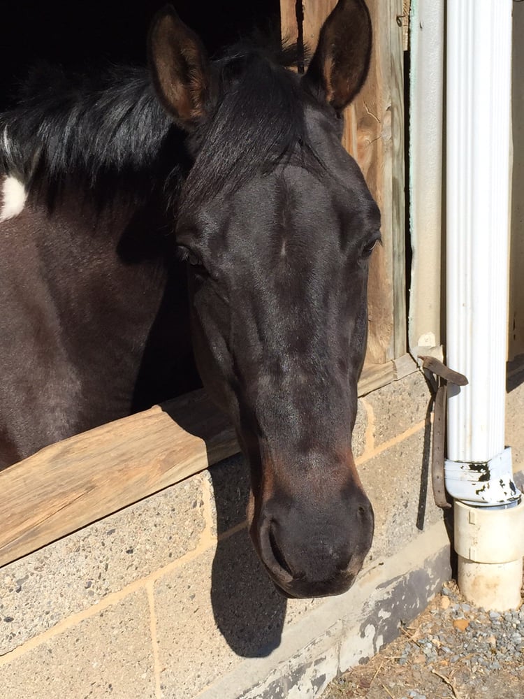 Potomac Horse Center