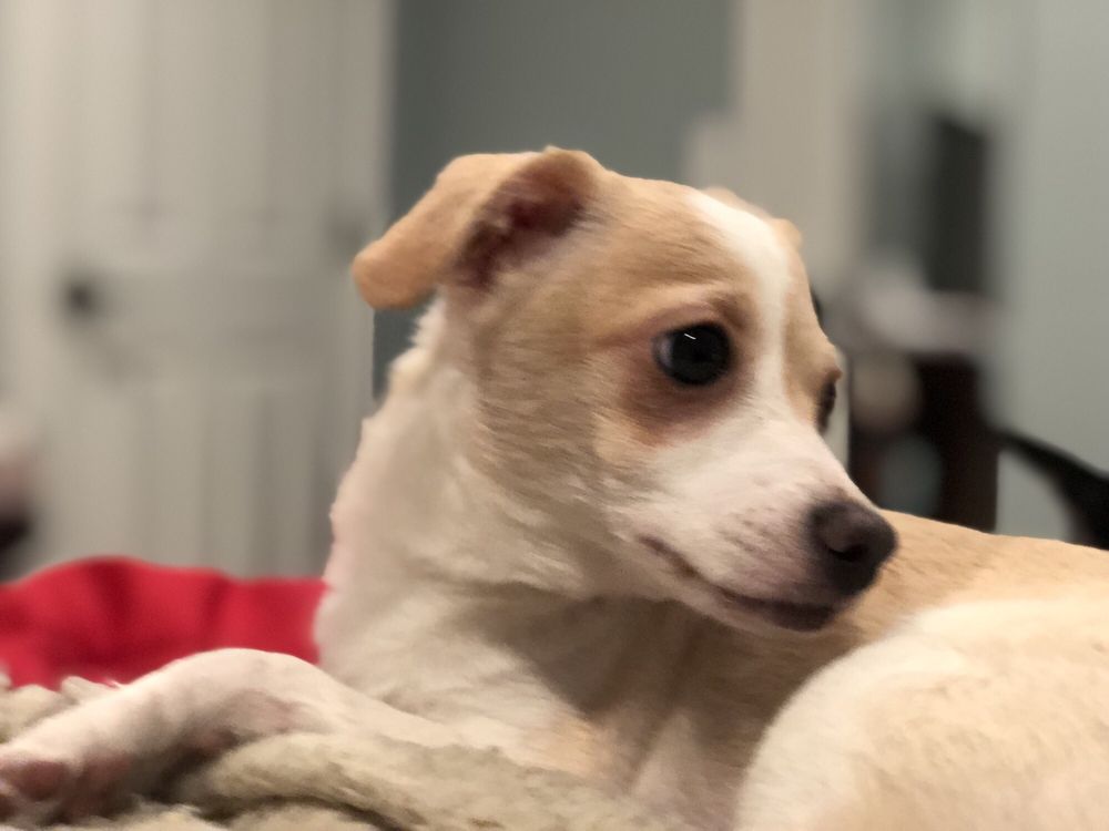 Posh Pets Rescue 70 Photos 118 Reviews Animal Shelters 770 Posh Pets