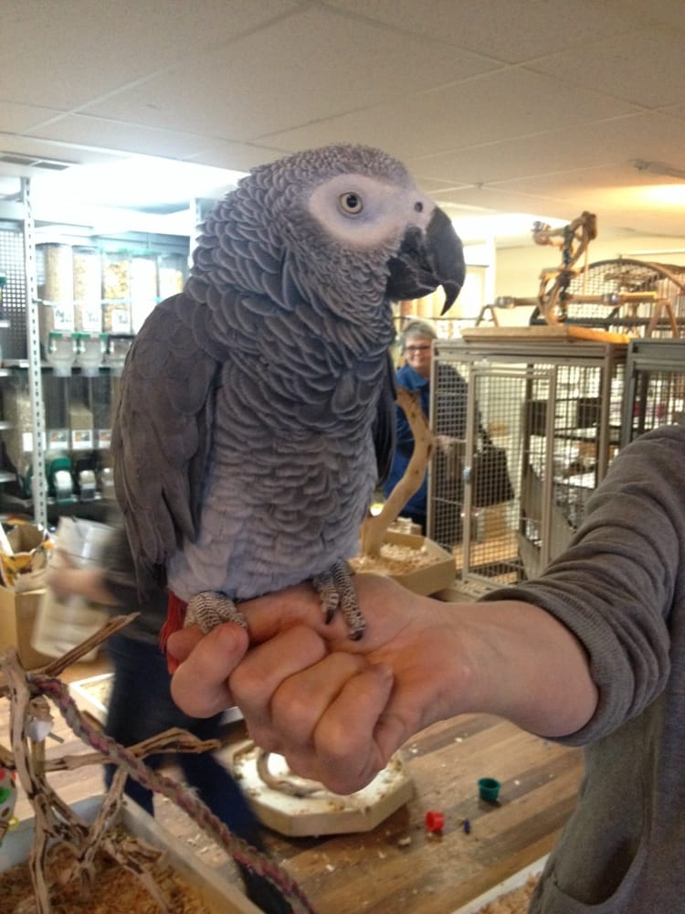 Apollos Bird Store