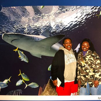 shedd aquarium 3116 photos
