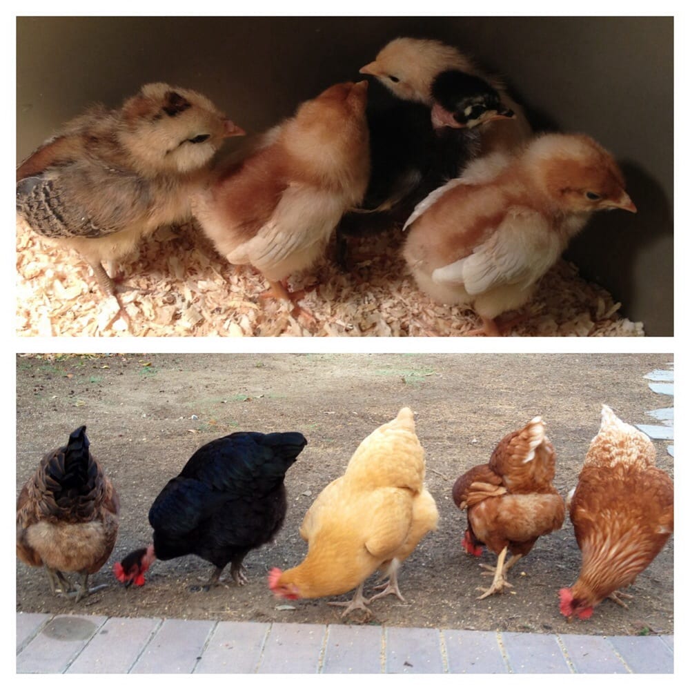 Chickens Galore 65 Photos Pet Shop Norco, CA Reviews Yelp