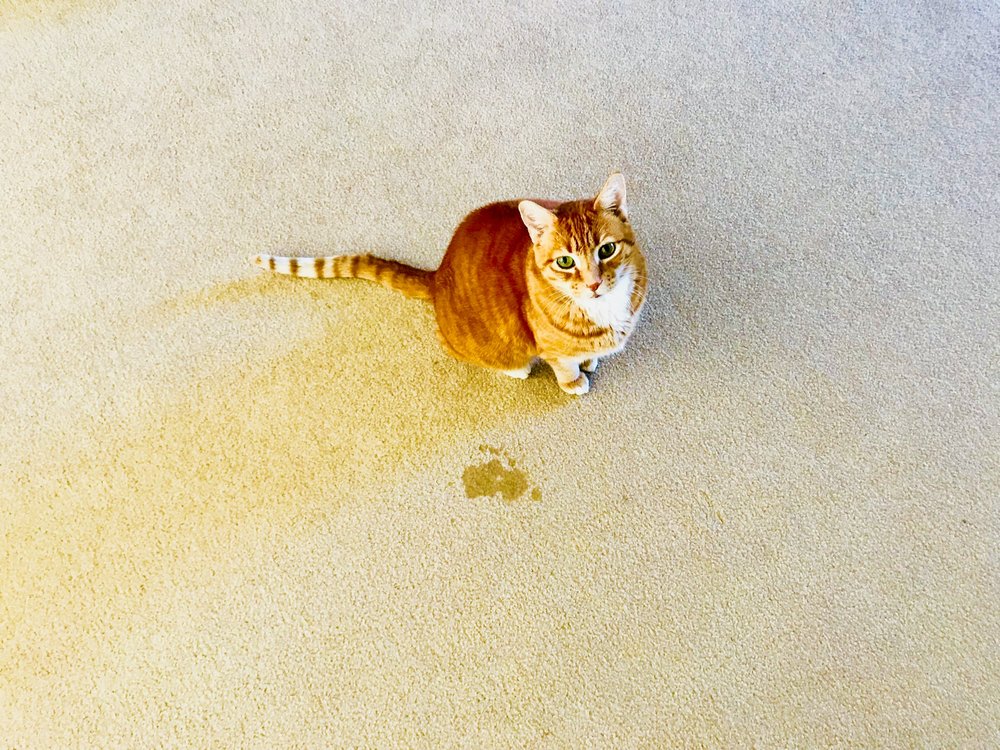 Garcia Carpet Cleaning