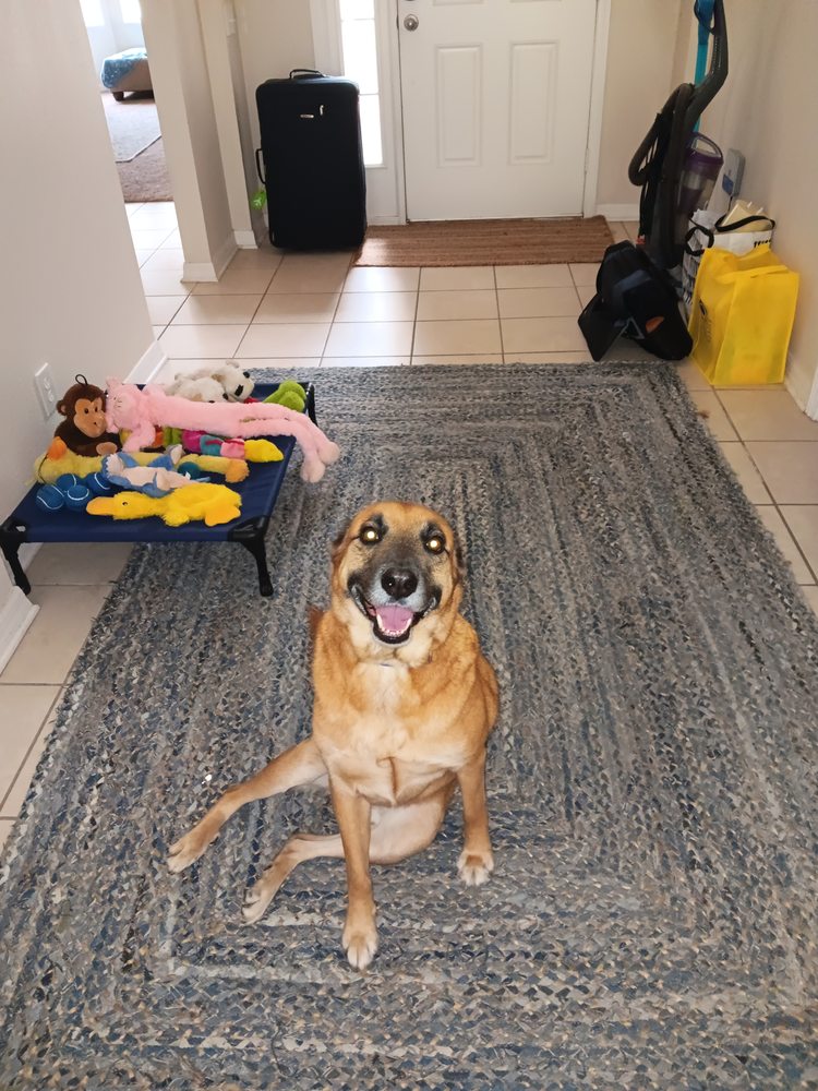 Fox & Friends Animal Hospital Image