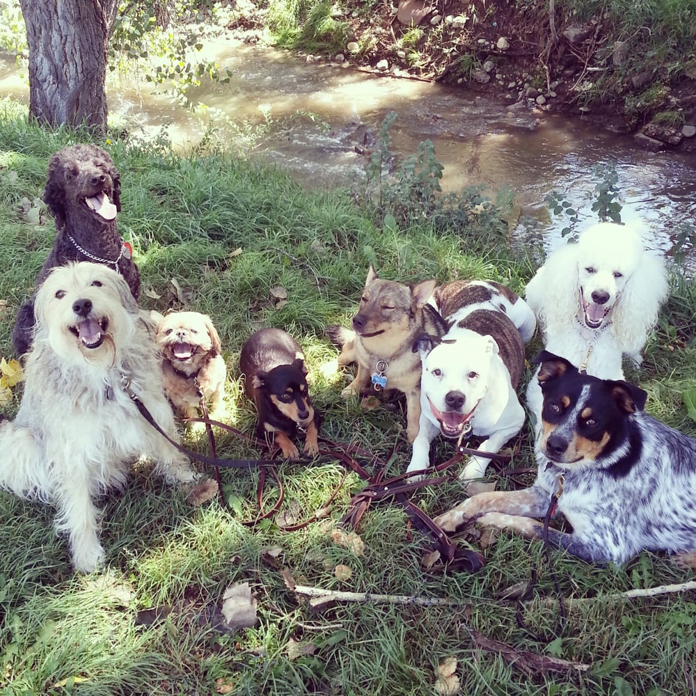 Dog Walking Service In Arvada Co Dog Walking Service In Arvada Co