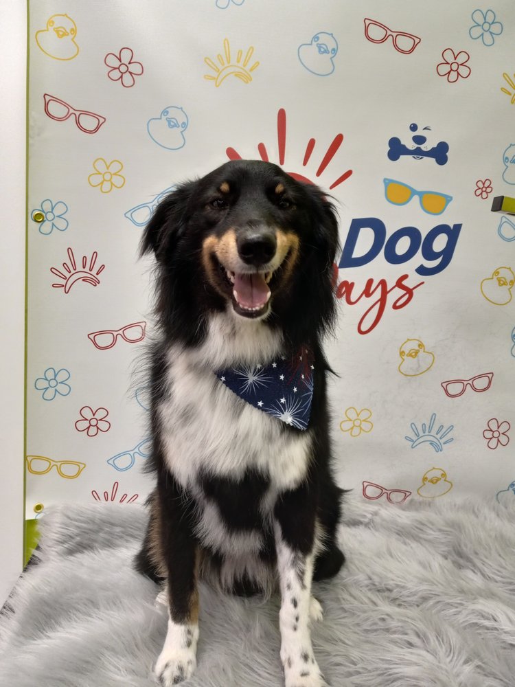 Splash and Dash Groomerie & Boutique