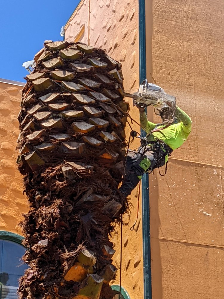 Arborist Now