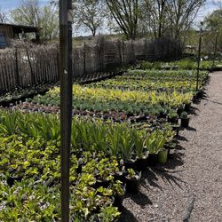 Agua Fria Nursery photo