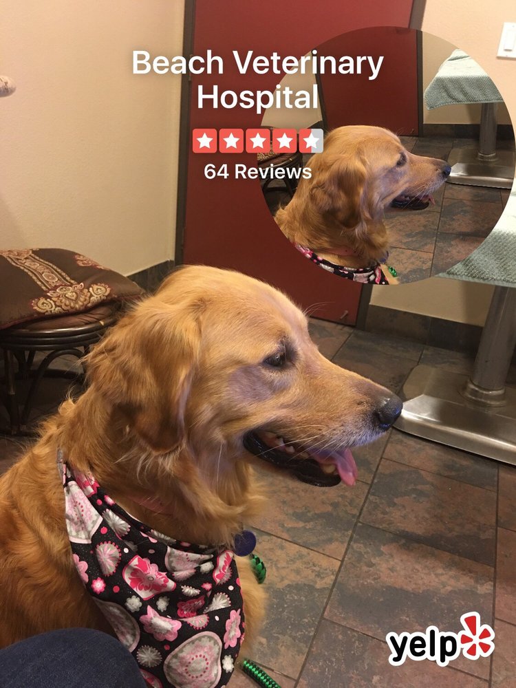 Beach Veterinary Hospital 25 Photos & 71 Reviews Veterinarians