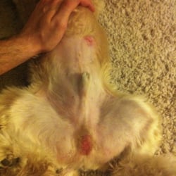 razor burn on dogs critter care grooming 10 photos pet groomers centennial las vegas nv razor burn on dogs critter care grooming 10 photos pet groomers centennial las vegas nv