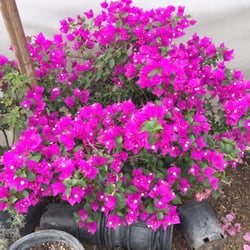 Carreon Nursery 23 Photos 17 Reviews Nurseries Gardening Photo Of Carreon Nursery Rosemead Ca United States Bongavilla Flowers 15 Gal