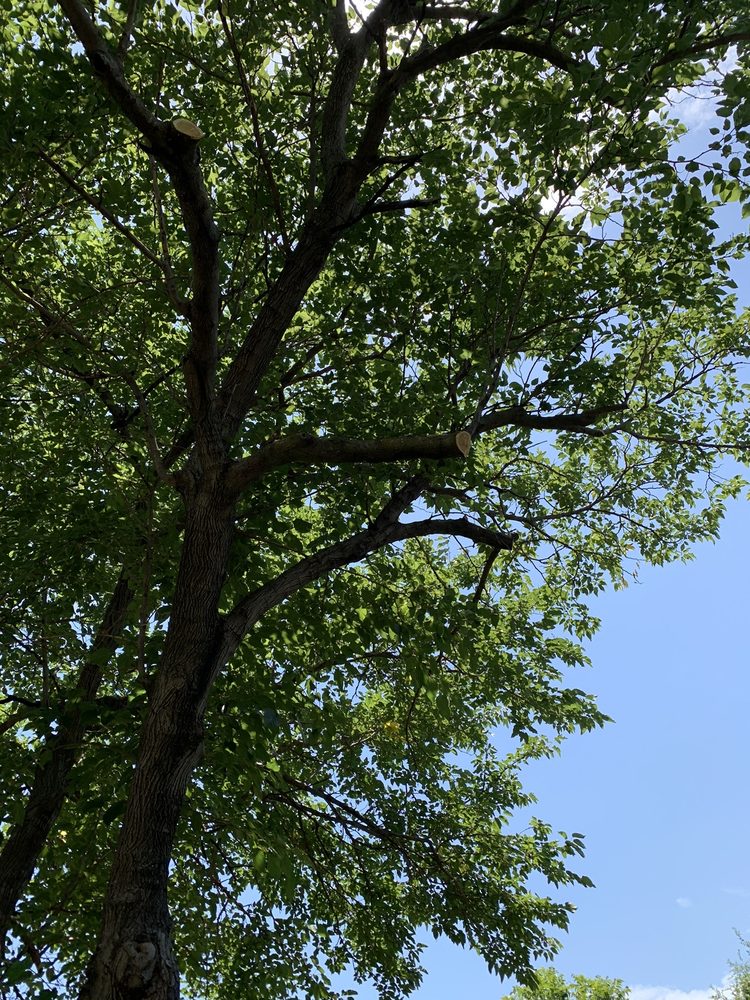 The Tree Fella
