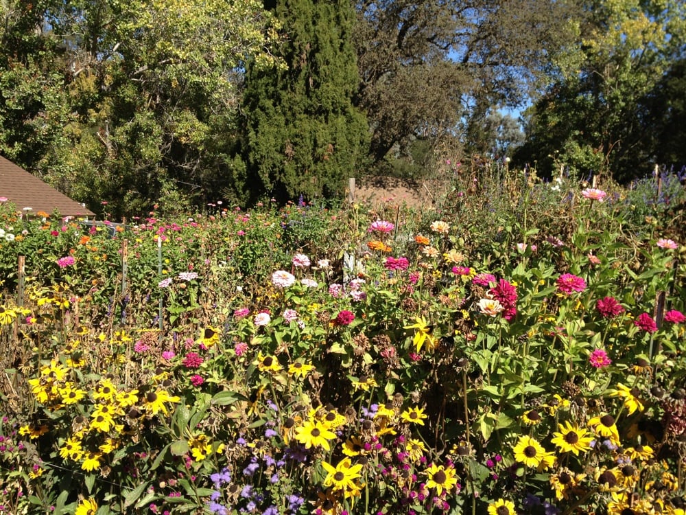 The Garden