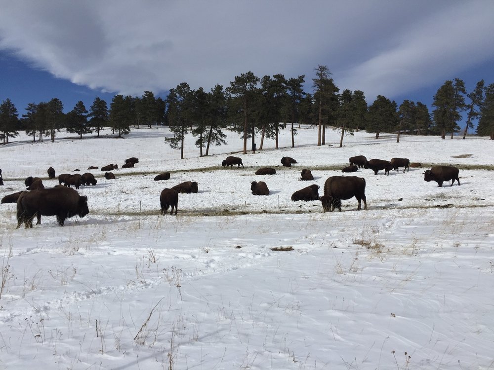 image of business Genesee Dental Group