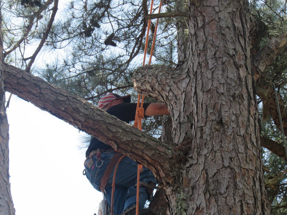 Professional 4 Life Tree Service