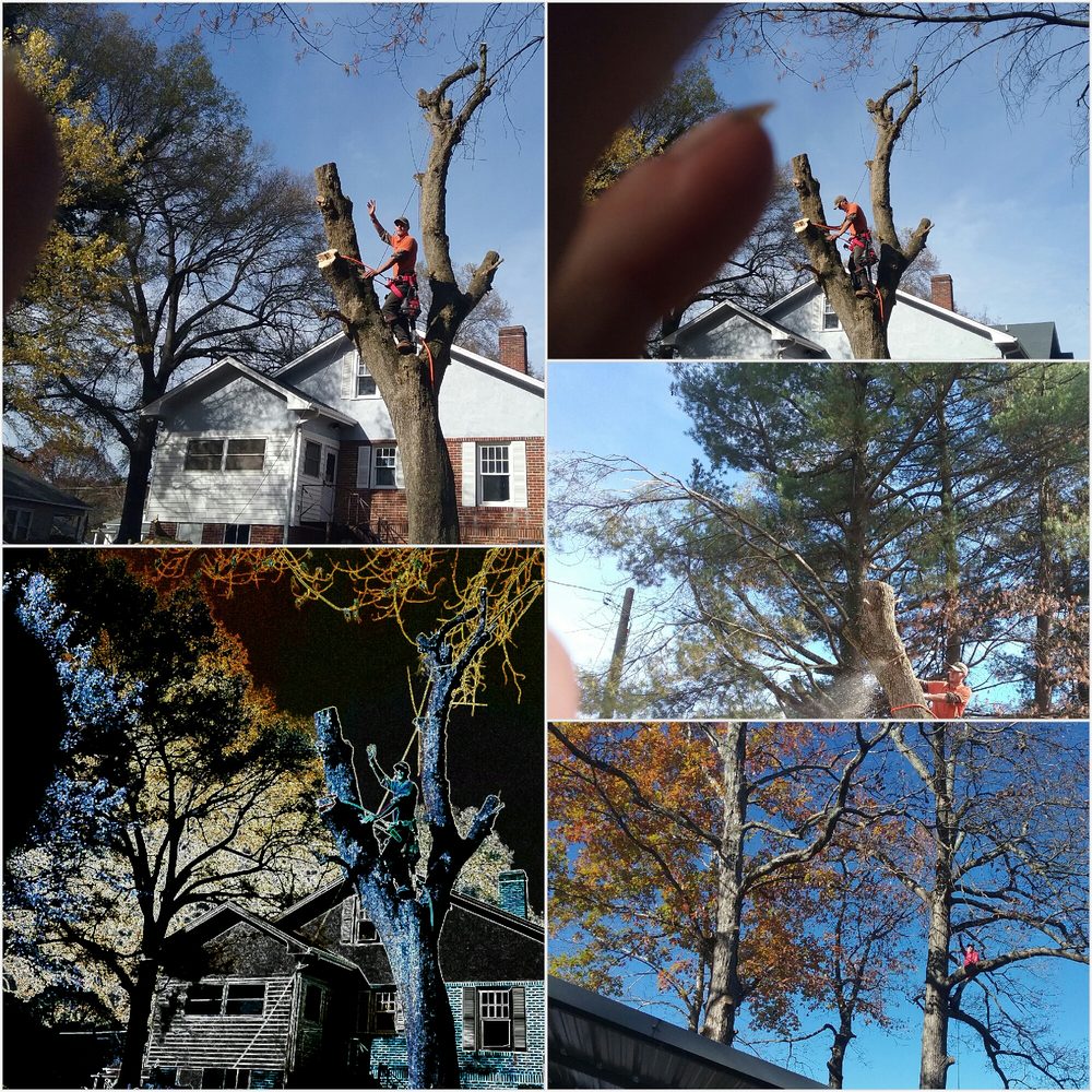 From The Ground Up Tree Service