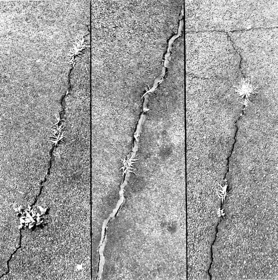 image of business Driveway Maintenance