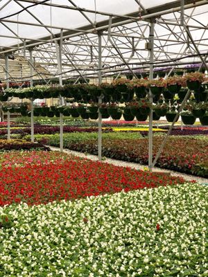 Dabney Nursery 5576 Hacks Cross Rd 5575 Memphis Tn Dabney Nursery 5576 Hacks Cross Rd 5575 Memphis Tn 38125 Located At The Corner Of And Stateline Nurseries