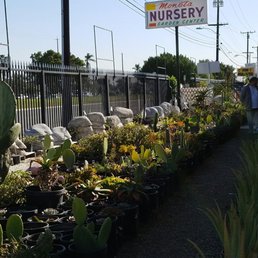 Photos For Moneta Nursery Yelp Photo Of Moneta Nursery Gardena Ca United States