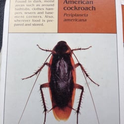 Pest Control In Paso Robles Yelp Story Termite Pest Control