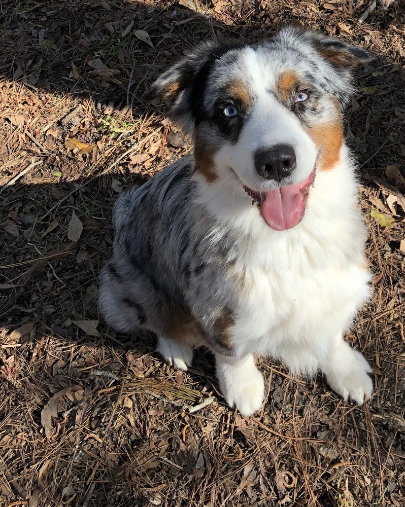 Barks N' Bubbles